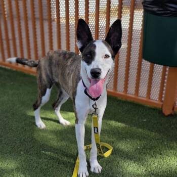 Pit Bull Terrier and Whippet Dogs Available for Adoption in Las Vegas, Nevada - KAMALI