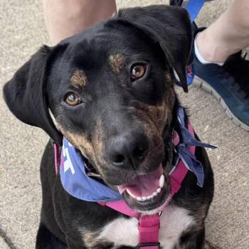 Flower -  Rottweiler and Labrador Retriever Dog for Adoption in Watertown, Connecticut - Flower | PetCurious