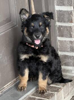 Shepherd Dogs Available for Adoption in The Woodlands, Texas - Onyx | PetCurious