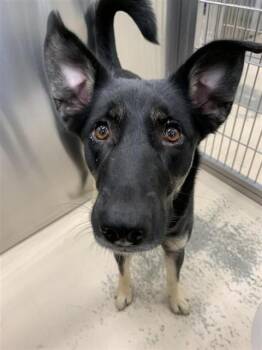 Husky and German Shepherd Dog Dogs Available for Adoption - SOLEIL | PetCurious