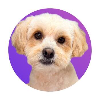 Teddy -  Mixed Breed Dog Available for Adoption in Pacific Grove, California - Teddy | PetCurious