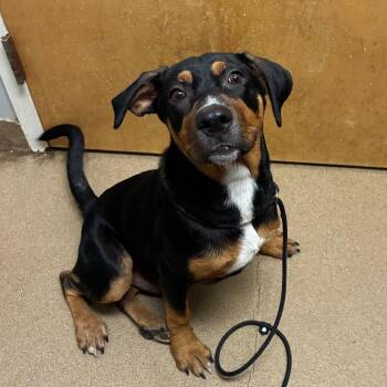 Amadeus -  Mixed Breed Dog for Adoption in Chattanooga, Tennessee - Amadeus | PetCurious