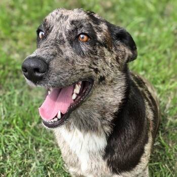 Catahoula Leopard Dog Dogs Available for Adoption in Gainesville, Texas - Timber | PetCurious