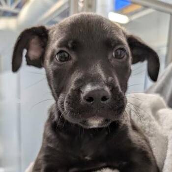 Clarabelle -  Labrador Retriever and Mixed Breed Dog Available for Adoption in Voorhees Township, New Jersey - Clarabelle | PetCurious