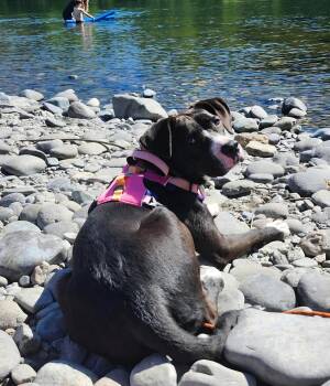 Pit Bull Terrier Dogs Available for Adoption in Roseburg, Oregon - Belle | PetCurious