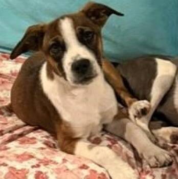 Toby -  Terrier and Labrador Retriever Dog for Adoption in Paris, Kentucky - Toby | PetCurious