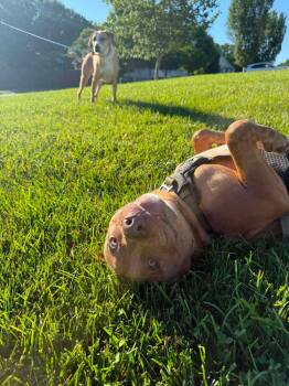 Moe -  Terrier Dog for Adoption in Charlotte, North Carolina - Moe | PetCurious