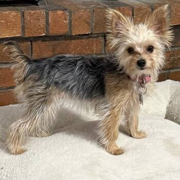Yorkshire Terrier Dogs Available for Adoption - Halo | PetCurious