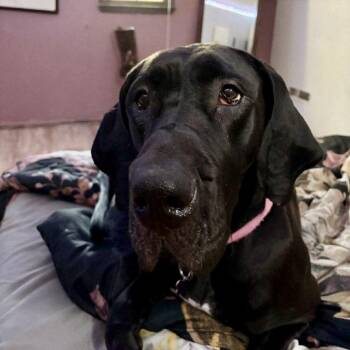 Great Dane Dogs Available for Adoption in Hillsborough, North Carolina - Delta | PetCurious