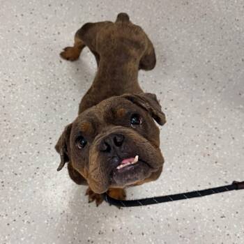 Cranberry -  English Bulldog and Mixed Breed Dog for Adoption in Indianapolis, Indiana - Cranberry | PetCurious