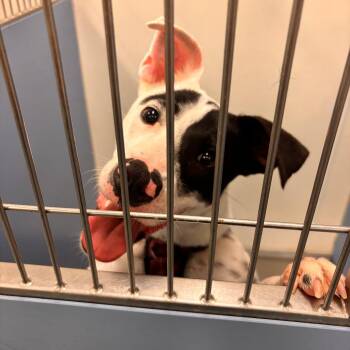 Fizz -  Pit Bull Terrier and Mixed Breed Dog for Adoption in Edinburg, Texas - Fizz | PetCurious