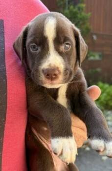 Baby Hamm -  Labrador Retriever Dog for Adoption in Washington, District Of Columbia - Baby Hamm | PetCurious