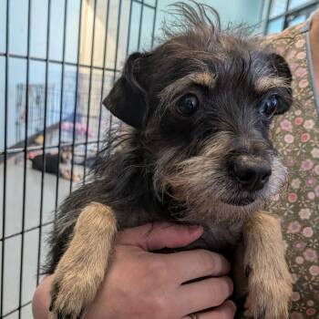 Emi G -  Wirehaired Terrier Dog for Adoption in St. Augustine, Florida - Emi G | PetCurious