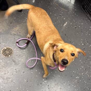 Timothee -  Mixed Breed Dog for Adoption in Columbiana, Alabama - Timothee | PetCurious