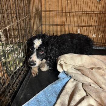 Ashley -  Australian Shepherd Dog for Adoption in Anahuac, Texas - Ashley | PetCurious