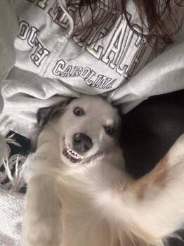 Comet #5214 -  Australian Shepherd and Border Collie Dog for Adoption in Ontario, California - Comet #5214 | PetCurious
