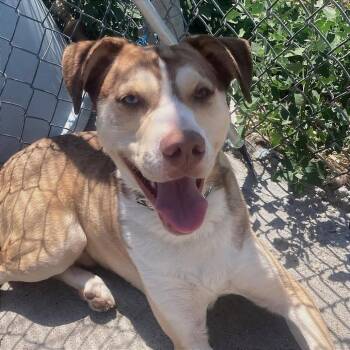 Pretzel -  Pit Bull Terrier Dog for Adoption in Tonasket, Washington - Pretzel | PetCurious