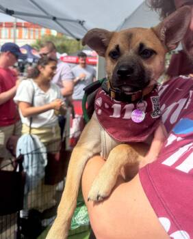 Anastasia -  Pug and Chihuahua Dog for Adoption in West Hollywood, California - Anastasia | PetCurious