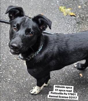 Cyrus -  Collie and German Shepherd Dog Dog for Adoption in Pottsville, Pennsylvania - Cyrus | PetCurious