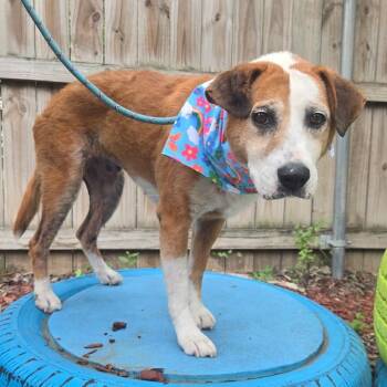 Beagle and Foxhound Dogs Available for Adoption in San Antonio, Texas - Charlotte | PetCurious
