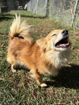 Rescue Pomeranian Dogs for Adoption in Wautoma, Wisconsin - Rusty | PetCurious
