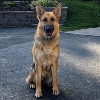 German Shepherd Dog Dogs Available for Adoption in New Ringgold, Pennsylvania - Mindy (26-182) | PetCurious
