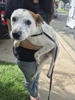 SOCKS -  Terrier Dog for Adoption in San Antonio, Texas - SOCKS | PetCurious