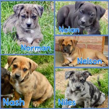 American Staffordshire Terrier and Mixed Breed Dogs Available for Adoption in Mead, Colorado - Males N Litter | PetCurious