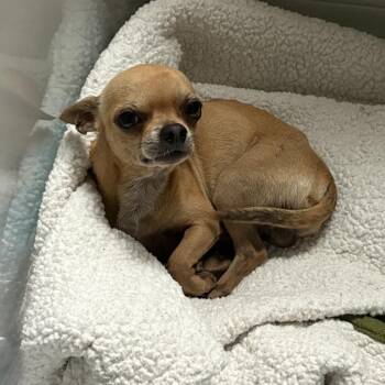 Chihuahua Dogs Available for Adoption in Park Row, Texas - H. Essen | PetCurious