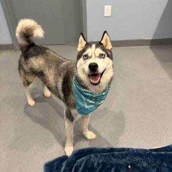 Luna -  Mixed Breed Dog for Adoption in Canal Winchester, Ohio - Luna | PetCurious