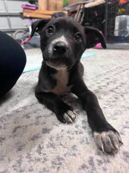 Mixed Breed Dogs Available for Adoption in Wendell, North Carolina - Rose | PetCurious
