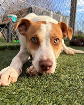 Mixed Breed Dogs Available for Adoption - Squiggles | PetCurious