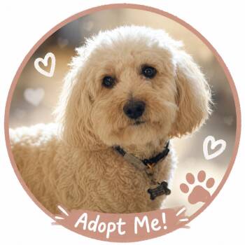Sadie -  Poodle and Mixed Breed Dog for Adoption in Phoenix, Arizona - Sadie | PetCurious