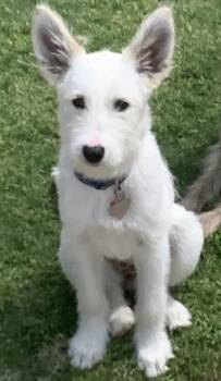 West Highland White Terrier Westie Dogs Available for Adoption - Luna           ***Courtesy Posting*** | PetCurious