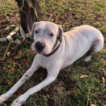 Mixed Breed Dogs Available for Adoption in Port Charlotte, Florida - Mama Goose | PetCurious