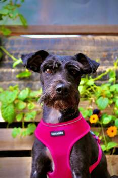 Nevada -  Miniature Schnauzer Dog for Adoption in San Diego, California - Nevada | PetCurious