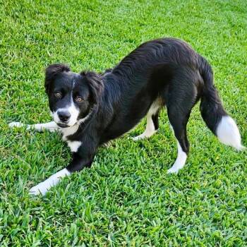 Ace -  Border Collie Dog for Adoption in The Woodlands, Texas - Ace | PetCurious