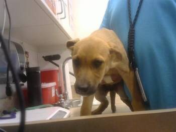 German Shepherd Dog and Mixed Breed Dogs Available for Adoption - LANA WINTERS | PetCurious