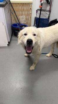 Benadryl -  Mixed Breed Dog for Adoption in West Chester, Pennsylvania - Benadryl | PetCurious
