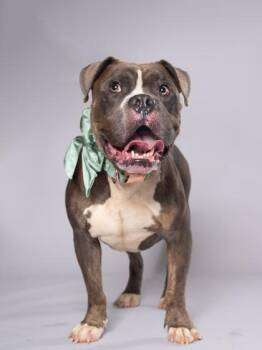 Martian -  Mixed Breed Dog for Adoption in Atlanta, Georgia - Martian | PetCurious