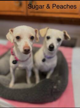 Chihuahua and Terrier Dogs Available for Adoption in Citrus Heights, California - Sugar & Peaches  | PetCurious