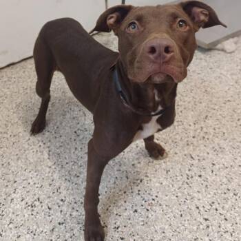 Cutie -  Labrador Retriever and Terrier Dog for Adoption in Hattiesburg, Mississippi - Cutie | PetCurious