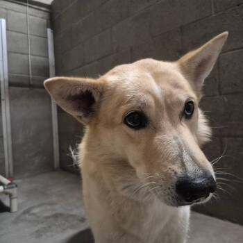 Anubis -  Mixed Breed Dog for Adoption in Yuma, Arizona - Anubis | PetCurious