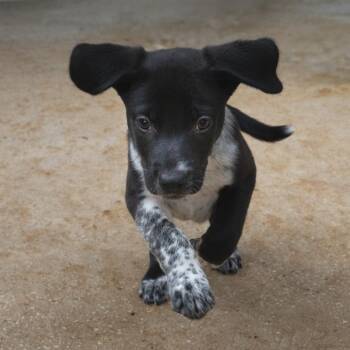 Labrador Retriever Dogs Available for Adoption in Wimberley, Texas - Johnny | PetCurious