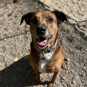 Rescue Shepherd Dogs for Adoption in Columbia, South Carolina - Dilly | PetCurious