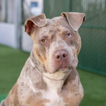 Pit Bull Terrier Dogs Available for Adoption in Pasadena, California - Goldie | PetCurious
