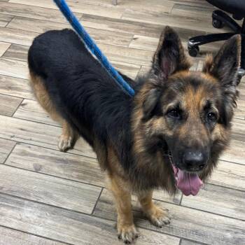 Keiser -  German Shepherd Dog Dog for Adoption in Henderson, Kentucky - Keiser | PetCurious