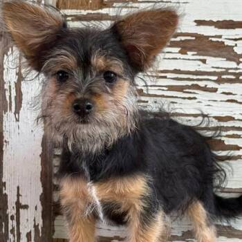 Alexia -  Yorkshire Terrier and Terrier Dog for Adoption in Carrollton, Texas - Alexia | PetCurious