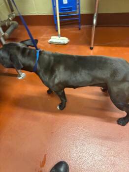 Pit Bull Terrier Dogs Available for Adoption in Douglasville, Georgia - Sloane | PetCurious