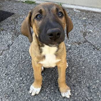 Raven Pup: Raymond -  Doberman Pinscher and Mixed Breed Dog for Adoption in Falls Church, Virginia - Raven Pup: Raymond | PetCurious